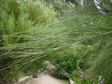 Cannomois virgata