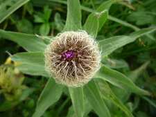 Centaurée des montagnes (bouton)