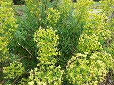 Euphorbe ceratocarpa