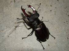 Cerf-volant - Lucanus cervus