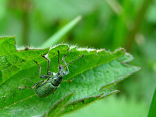 Phyllobius sp. (urticae)
