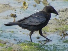 Corneille noire - Corvus corone 