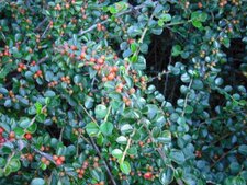 Cotonéaster