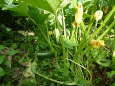 Courgettes