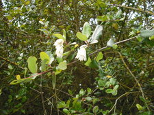 Crinodendron patagua