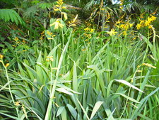Crocosmia 