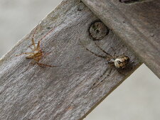 Araignées à identifier
