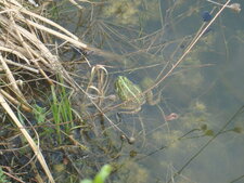 Grenouille verte