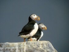 Macareux moine - Fratercula arctica