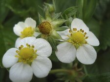 Fleur de fraisier des bois - Fragaria