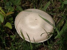 Champignon sombrero