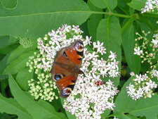 Le Paon du Jour : Inachis io