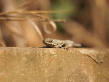 Lézard