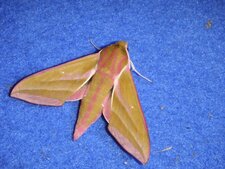 Le Grand sphinx de la Vigne - Delephila elpenor