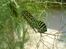 Chenille du Machaon