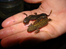 Triton alpestre