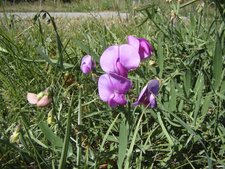 Pois de senteur - lathyrus odoratus 