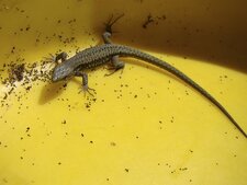 Lézard
