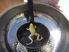 Grenouille
