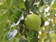 Pomme de glace