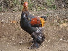 Coq de brahma