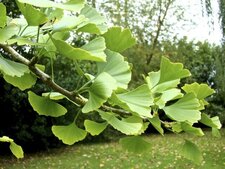 Ginkgo biloba