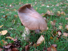 Champignon