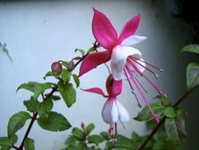 Fuschia