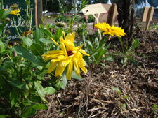 Souci calendula