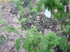 Tanaisie vulgaire - Tanacetum vulgare