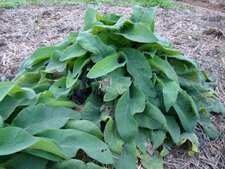 Grande consoude officinale
