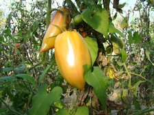 Tomate ondine cornue