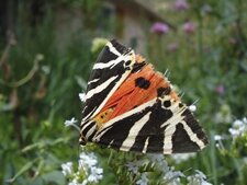 Calllimorpha quadripunctaria