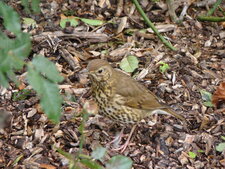 Grive musicienne - Turdus philomelos