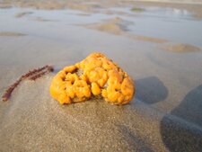 Eponge - Porifera