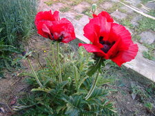 Pavot orientale - papaver bracteatum