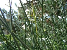 Phasme gaulois - Clonopsis gallica