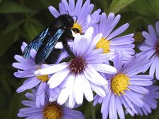 Abeille charpentière