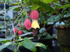 Abutilon