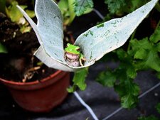 Rainette arboricole - Hyla arborea
