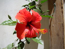 Hibiscus rosa sinensis