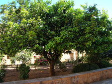Citronnier - Citrus limon