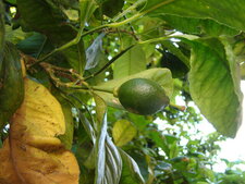 Le citron