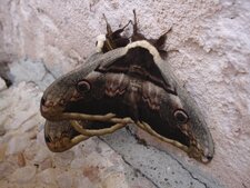 Papillon