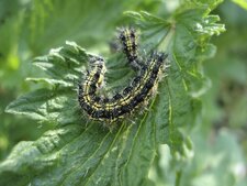 Chenille d