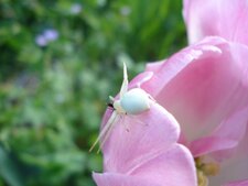 Misumena vatia