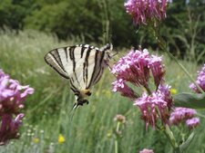 Le flambé - Iphiclides podalirius