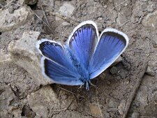 Azuré - plebejus