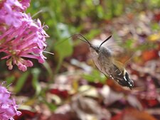 Moro sphinx - Macroglossum stellatarum
