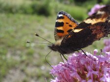 Une petite tortue - Aglais urticae